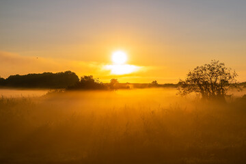 Fototapeta na wymiar foggy field with tree silhouette