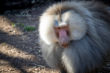 A large male Hamadryas Baboon relaxing in the sunshine