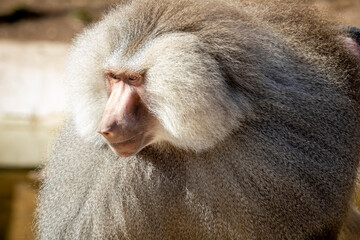 A large male Hamadryas Baboon relaxing in the sunshine