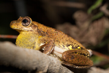 Perons Tree Frog (Litoris peronii)