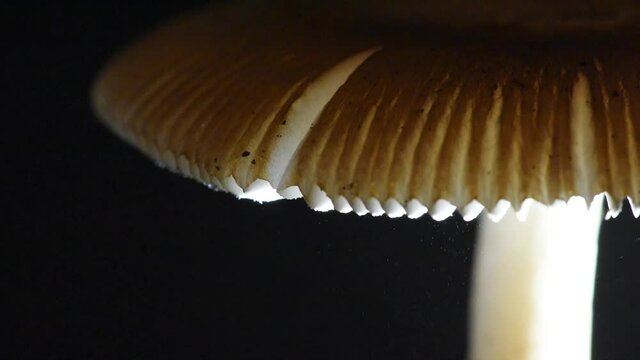 Thousands of Spores Raining downwards from a Mushroom Cap - Amanita fulva "Tawny Grisette"
