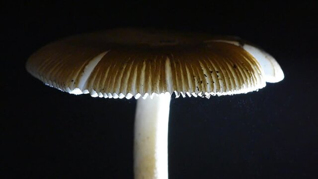 Thousands of Spores Raining down from a Mushroom Cap = Amanita fulva "Tawny Grisette"