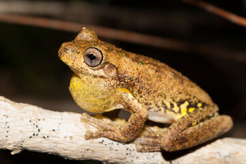Peron's tree Frog