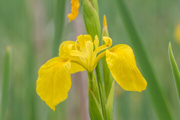 Yellow iris - Iris pseudacorus