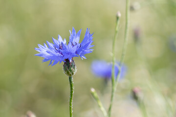 Cornflower - Centaurea cyanus