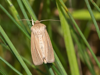 Reed dagger - Simyra albovenosa