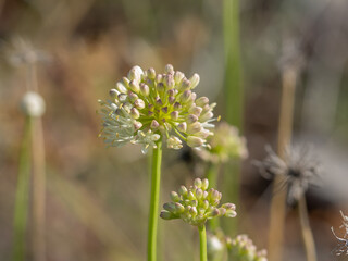 Mediterranean onion - Allium paniculatum subsp. paniculatum