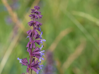 Lilac sage - Salvia verticillata