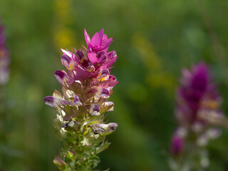 Field cow-wheat - Melampyrum arvense