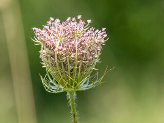 Pink wild carrot - Daucus carota