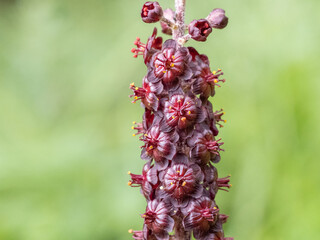 Black false hellebore - Veratrum nigrum