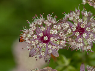 Great masterwort - Astrantia major
