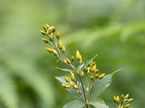 Large Yellow Loosestrife - Lysimachia Punctata