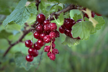 Fresh and dried red currants