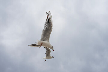 Seagulls flying through the air
