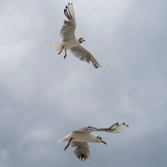 Seagulls flying through the air