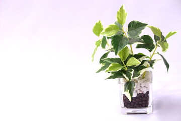 フェイクの観葉植物