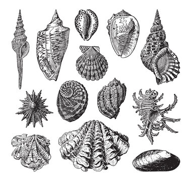 Shell collection - vintage engraved vector illustration from Petit Larousse Illustr&eacute; 1914