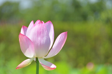 Obraz premium ハスの花