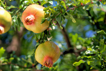 
pomegranate before harvest, sprig of pomegranate