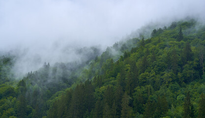 Mountain forests in the mist