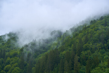 Fototapeta na wymiar Mountain forests in the mist