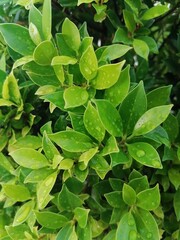 Fototapeta na wymiar close up of a green plant