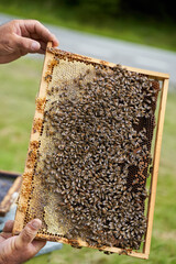 Beekeeper inspecting the hive