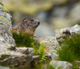 Naklejka na ściany i meble Cute marmot in the wild