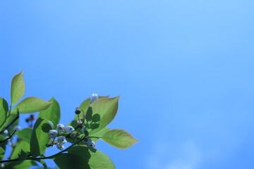 青空を背景にして咲くブルーベリーの白い花と葉に映るシルエット