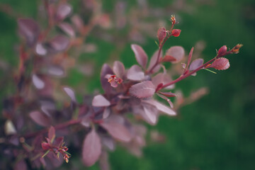 Naklejka premium A plant with red leaves. Bush. Background
