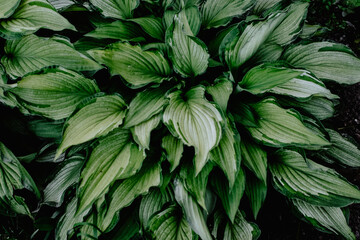 Hosta foliage background. Wallpaper with green plant leaves