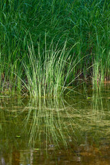 Grass growing from the water on the lake