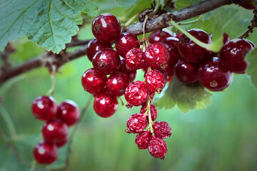 Fresh and dried red currants