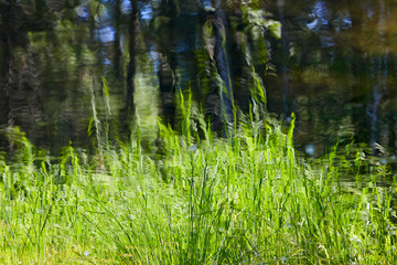 Obraz na płótnie Canvas Reflection of trees and grass in the water