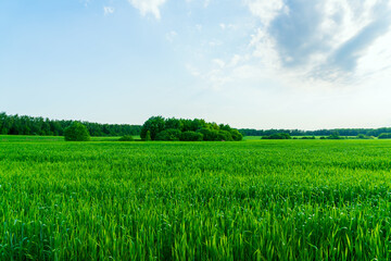 Countryside scape. Green field and forest horison line.