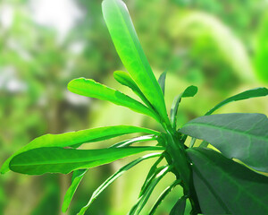 Large foliage of tropical leaf with lite green texture  nature abstract background image