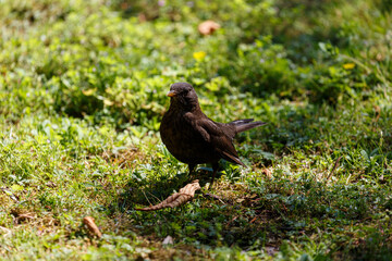 Blackbird walking on the grass in  park