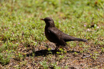 Blackbird walking on the grass in  park