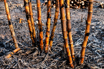 sugarcane burned in the harvest season, sugar cane fresh, sugarcane burn in field, sugar cane burned in plantation