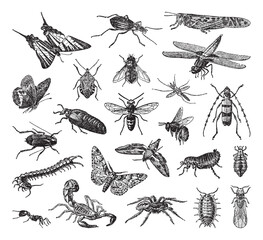 Fototapeta na wymiar Insect collection - vintage engraved vector illustration from Petit Larousse Illustré 1914