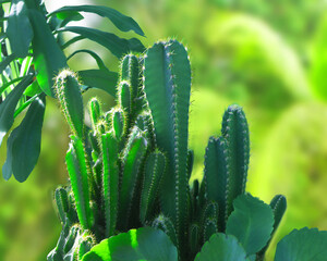 Large foliage of tropical leaf with lite green texture  nature abstract background image