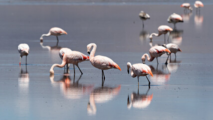 Chilean Flamingos (Phoenicopterus chilensis) in a lake in the Andean highland of Peru