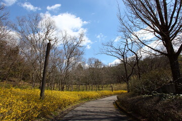 レンギョウの咲く道