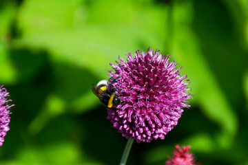 Violetter Kugel-Lauch im Botanischen Garten in Gütersloh, Allium sphaerocephalon,  Zierpflanze in Rabatten, 