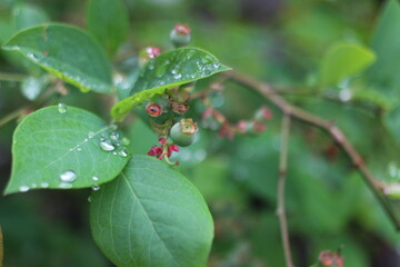 雨上がりのブルーベリーの葉に残る水滴