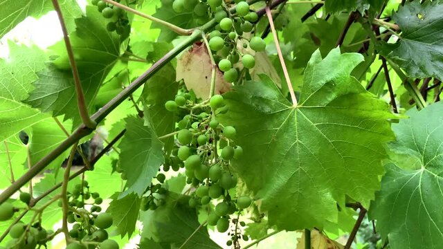 Close up shot of Ripe Vineyard Grapes waving in wind.Vineyard For Making White Wine
