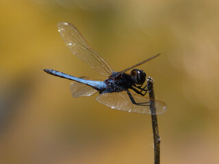 Black Headed Skimmer Dragonfly (Crocothemis nigrifrons)