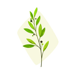 Branch of bay tree. Flat vector colorful illustration.