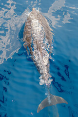 Delfin © Philippe